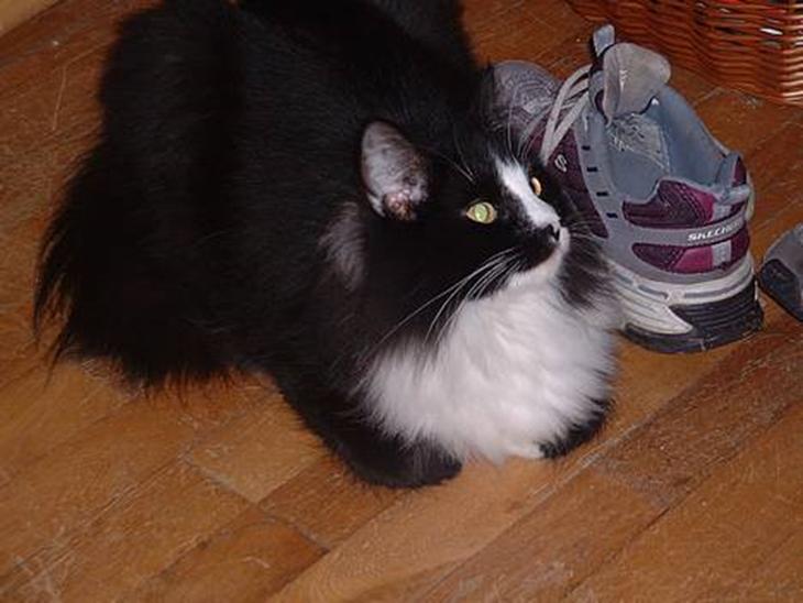 {{currentPhoto.altText}} billede {{currentPhoto.number}}