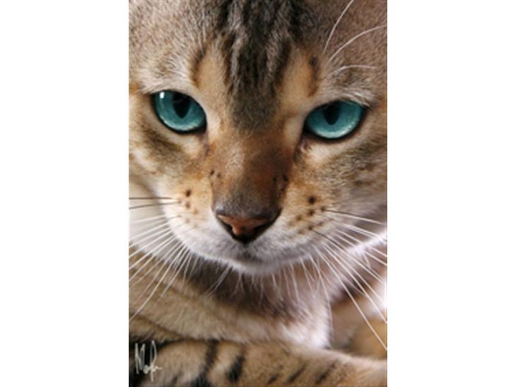 Bengal EC Leopardette´s Atlas - Här är jag hos fotografen... han ville att man skulle visa upp alla sina "bästa sidor" billede 1