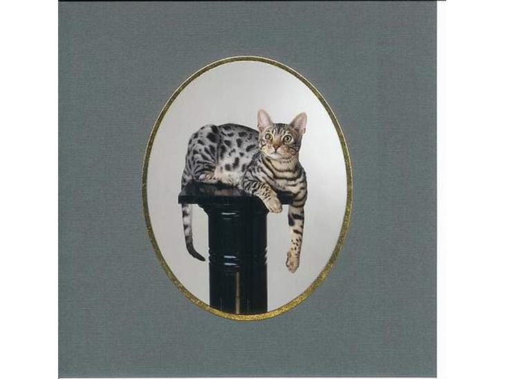 Bengal Silverstream "charlie" - Här ser det ut som om jag är världens "coolaste hos fotografen.... men hon höll på i 1 timme för att ta den här bilden på mig, tillslut gav jag upp och gjorde som hon ville! billede 1