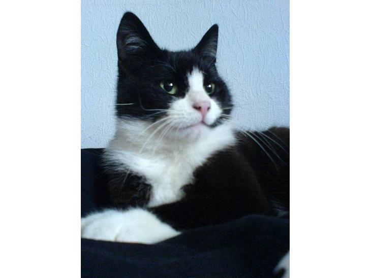 Huskat Sorte - Her er den dejlige kat " Sorte ". billede 1