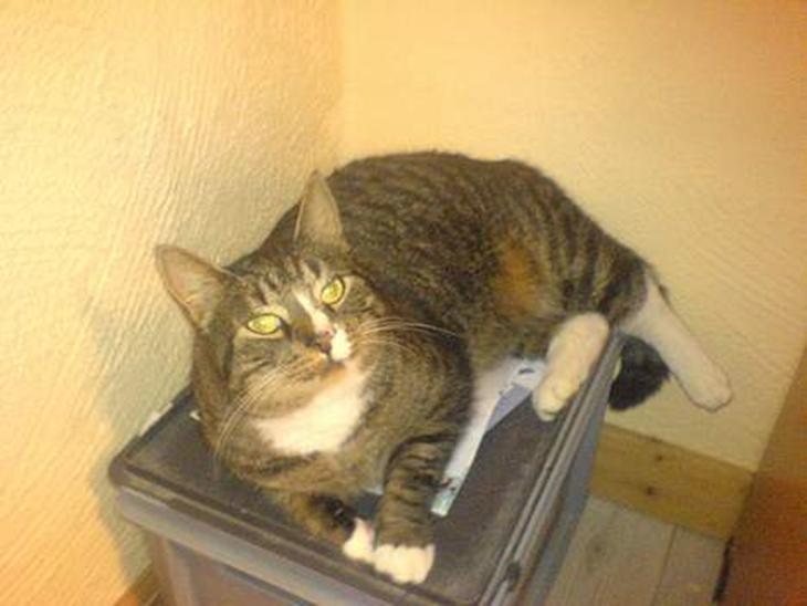 {{currentPhoto.altText}} billede {{currentPhoto.number}}