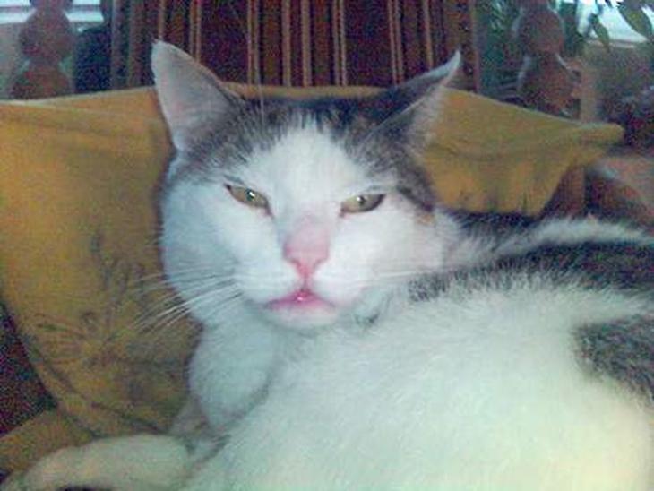 {{currentPhoto.altText}} billede {{currentPhoto.number}}