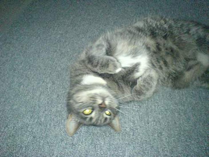 {{currentPhoto.altText}} billede {{currentPhoto.number}}