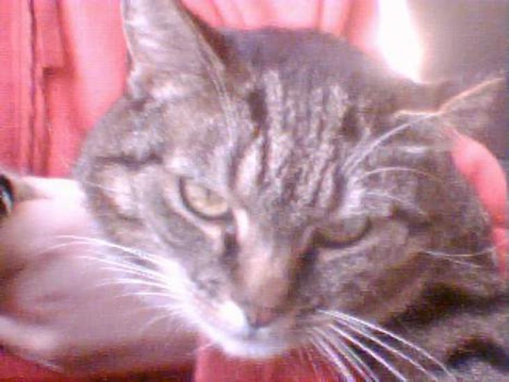 {{currentPhoto.altText}} billede {{currentPhoto.number}}