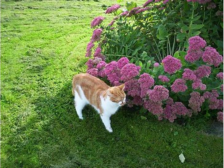 Huskat Frida billede 1