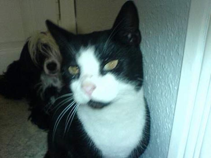 {{currentPhoto.altText}} billede {{currentPhoto.number}}