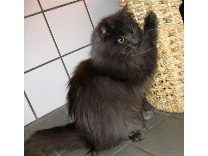 {{currentPhoto.altText}} billede {{currentPhoto.number}}