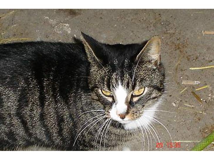 Huskat tiki billede 1