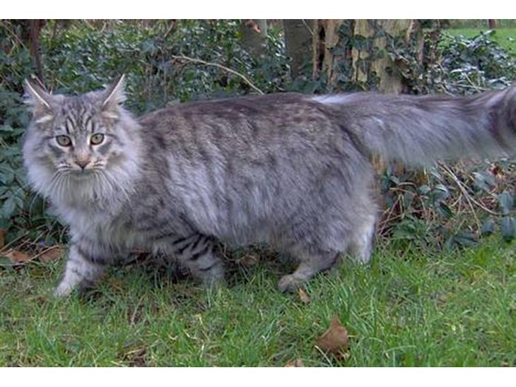 Blanding af racer Sylvester - 6 mdr. billede 1