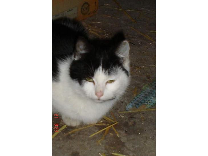 Huskat baloo billede 1