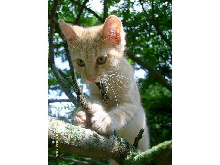 Blanding af racer Mango †R.I.P. MIN ENGEL† billede 1