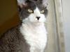 Devon Rex S*Darklin Reach Mr.Zuriel