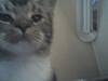 Huskat Mille "Musesnuser" :D