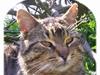 Huskat Mogens Benny