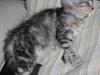 Maine Coon Stribby