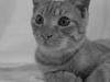 Blanding af racer Melvin †R.I.P. MIN ENGEL†