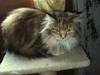 Maine Coon Lilo ( har født 4 )