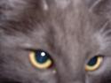 Norsk Skovkat PR. Catcom's Gaia