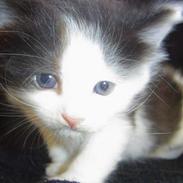 Blanding af racer Butte