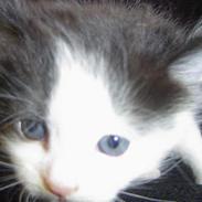 Blanding af racer Butte