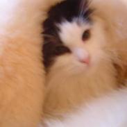 Blanding af racer Butte