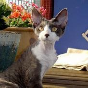 Devon Rex S*Darklin Reach Mr.Zuriel