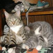 Huskat *Monstermis <,3*