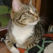 Huskat *Monstermis <,3*