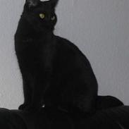 Blanding af racer Sorte