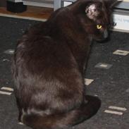 Blanding af racer Sorte