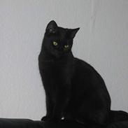 Blanding af racer Sorte