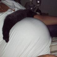 Blanding af racer Sorte