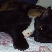 Blanding af racer Sorte