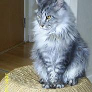 Maine Coon Frede