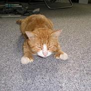 Blanding af racer Laban (Buller mis)