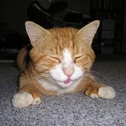 Blanding af racer Laban (Buller mis)