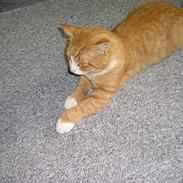 Blanding af racer Laban (Buller mis)