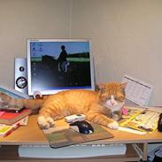 Blanding af racer Laban (Buller mis)