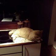 Blanding af racer Laban (Buller mis)