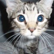 Blanding af racer Paten!