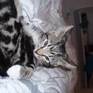 Blanding af racer Paten!