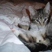 Blanding af racer Paten!