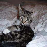 Blanding af racer Paten!