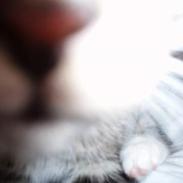 Blanding af racer Paten!