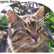 Huskat Mogens Benny