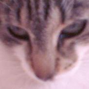 Blanding af racer Freja