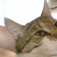 Blanding af racer Freja