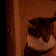 Blanding af racer Freja