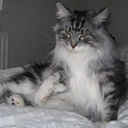 Maine Coon Zain Marquis Diavolo