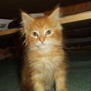 Maine Coon Mico 